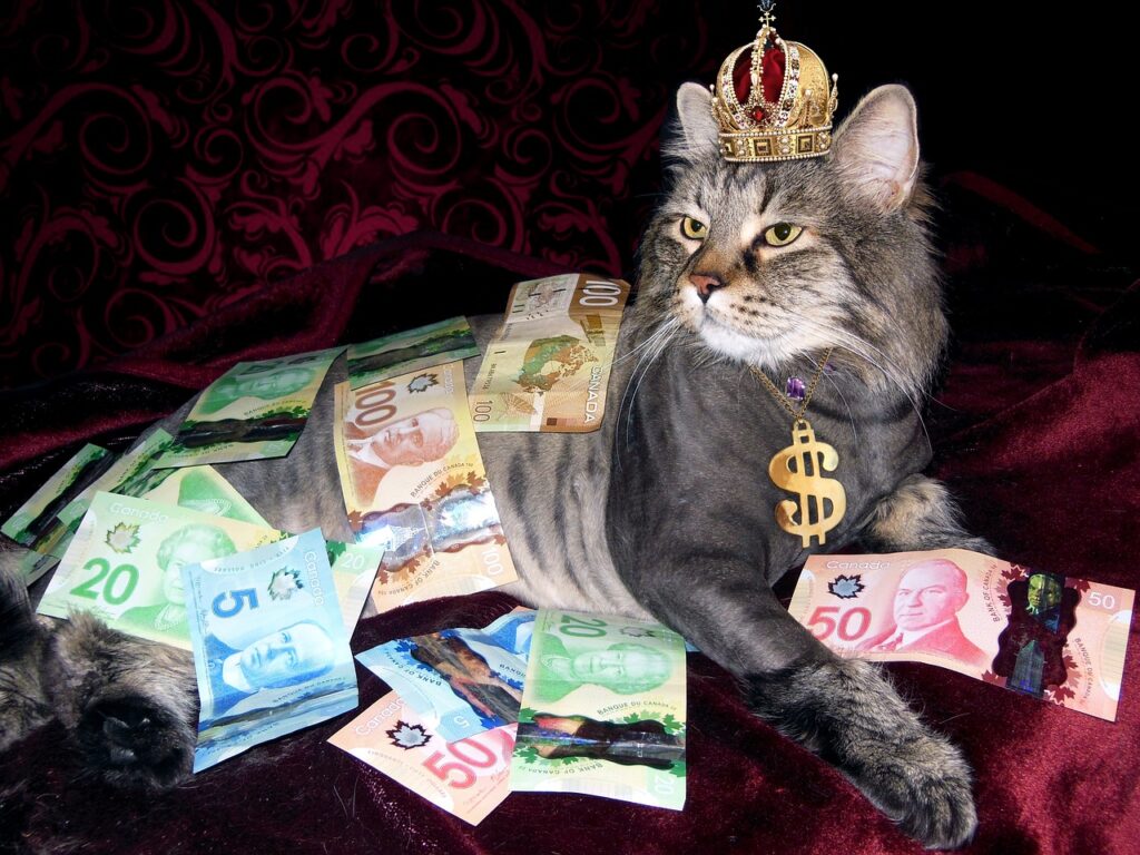 お金に囲まれた猫